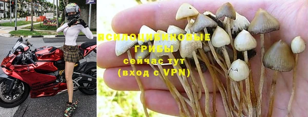 ПСИЛОЦИБИНОВЫЕ ГРИБЫ Новокубанск