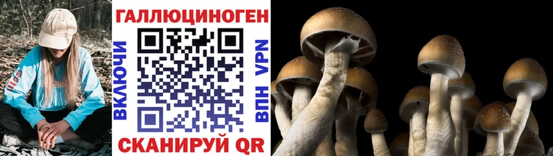 купить наркотики сайты  Астрахань  Псилоцибиновые грибы MAGIC MUSHROOMS 